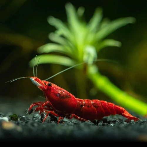 Fire Red Shrimp image 1