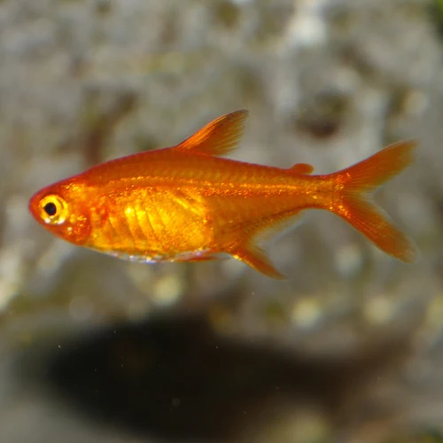 Ember Tetra image 1