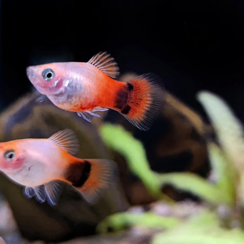 Platy Mickey Mouse