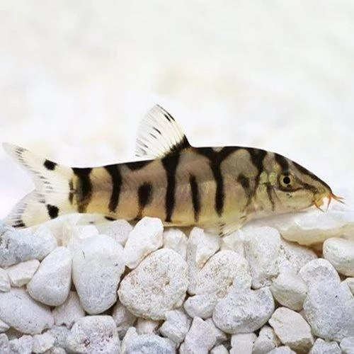 Pakistani Botia (Yo-Yo Loach) - 4cm image 1