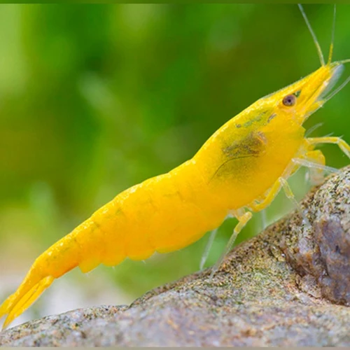 Fire Yellow Shrimp image 1