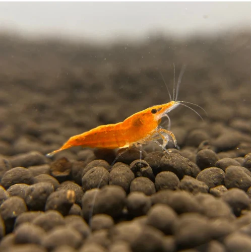 Sunkist Shrimp