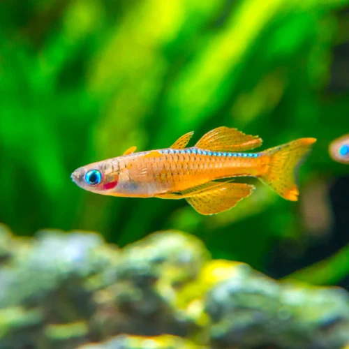 Red Neon Blue Eye Rainbowfish image 1