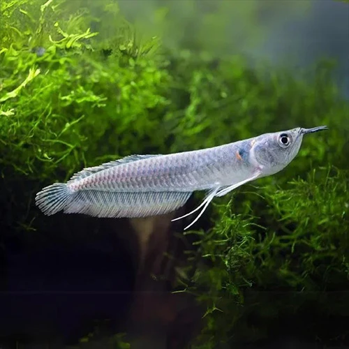 Silver Arowana - 8-10cm