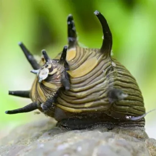 Sun Snail - 1.5cm