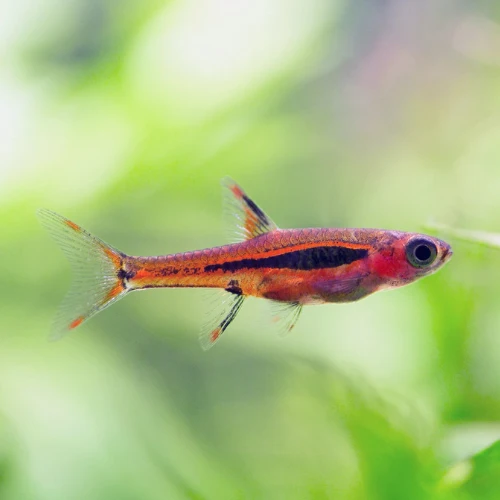 Chili Rasbora image 1
