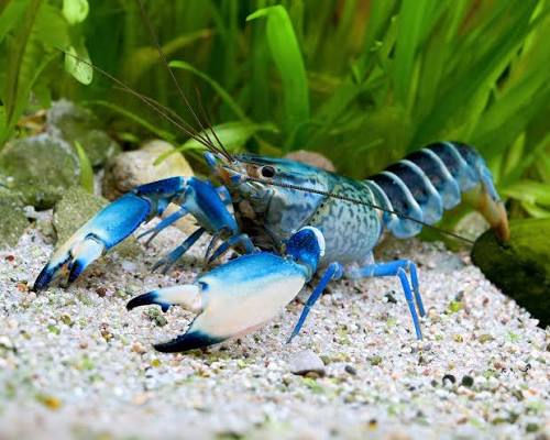 Bluemoon Snake Skin Lobster image 1