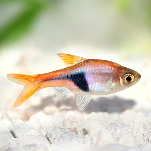 Harlequin Rasbora