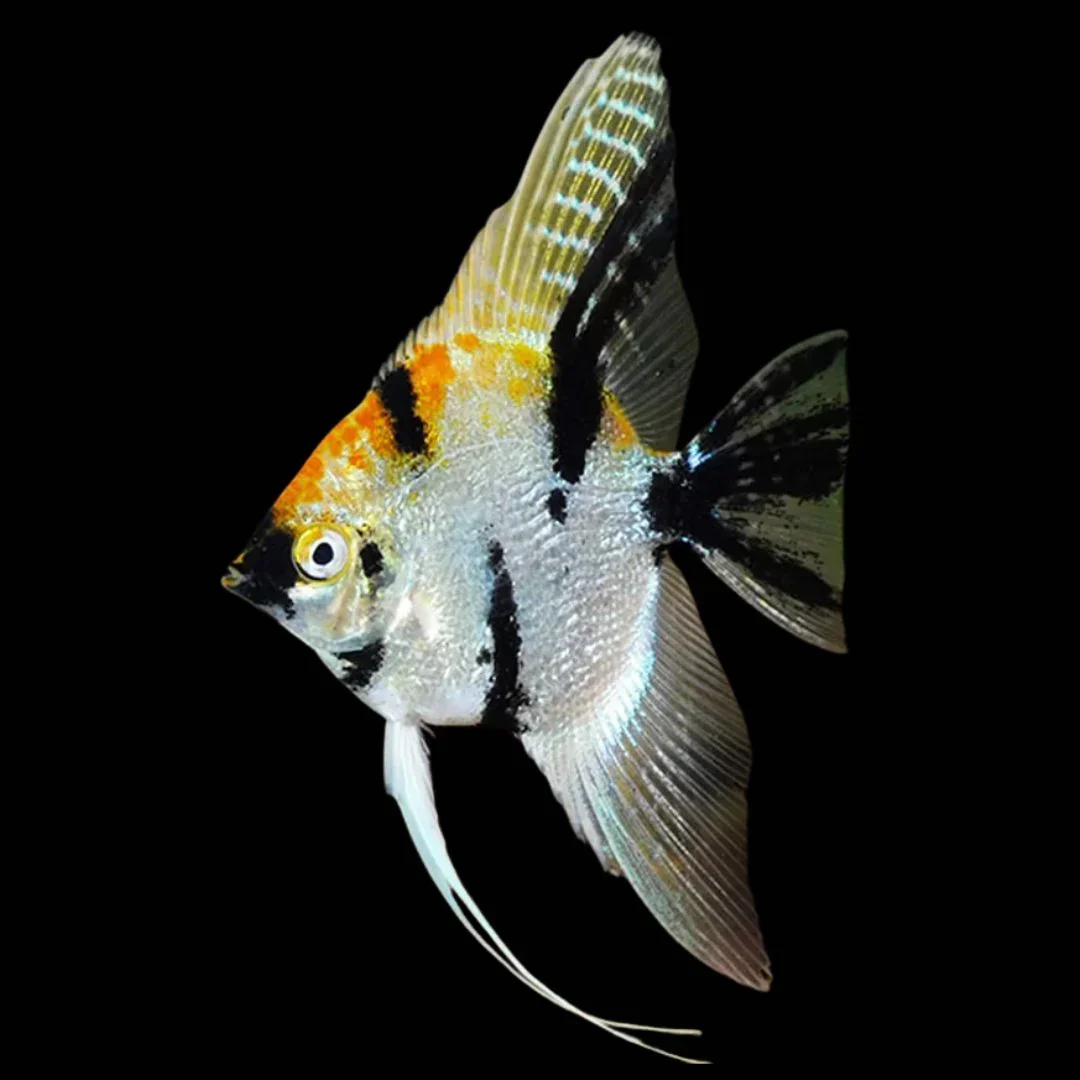Tri Color Angelfish S image 1