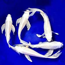 Koi Carp Platinum - 9cm