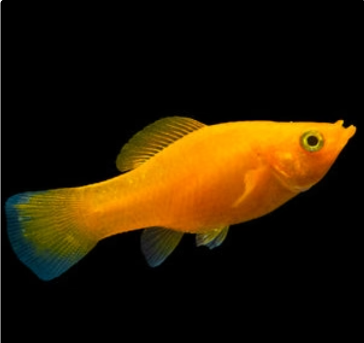 Molly Saffron - L image 1