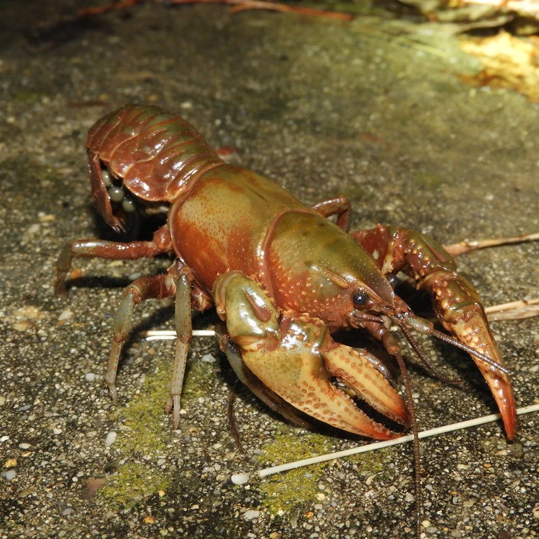 Devil Red Claw Crayfish - 5cm image 1