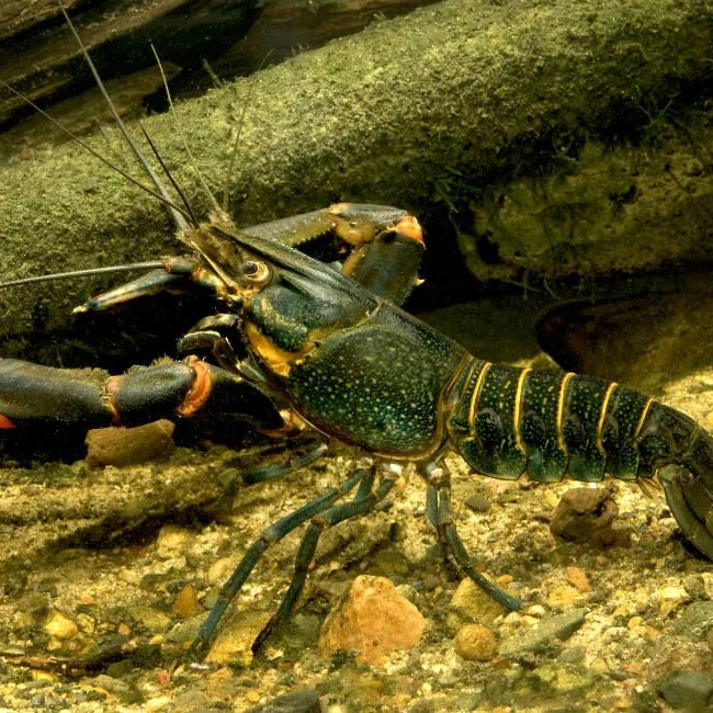 Red Claw Crayfish - 5cm image 1