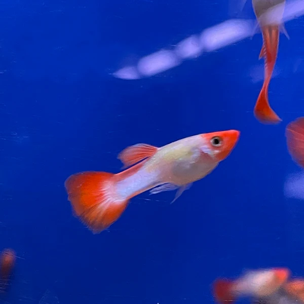 Guppy Miracle Koi Red - L image 1