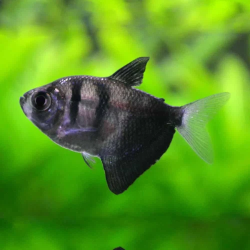 Black Widow Tetra image 1