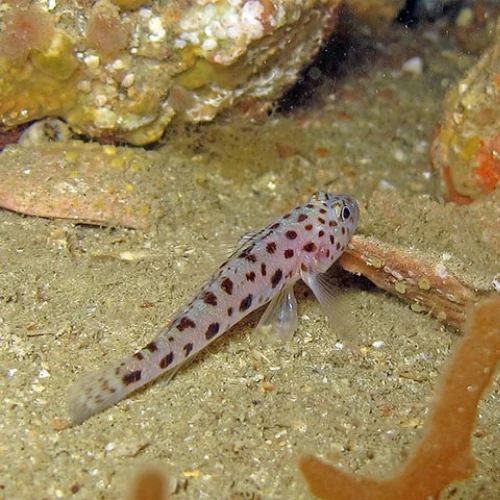Tangaroa Goby image 1