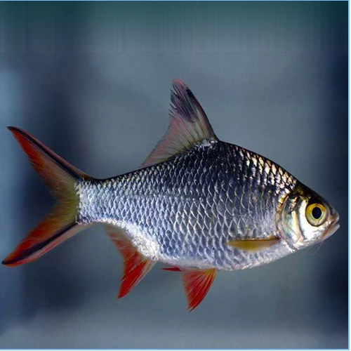 Redtail Tinfoil Barb image 1