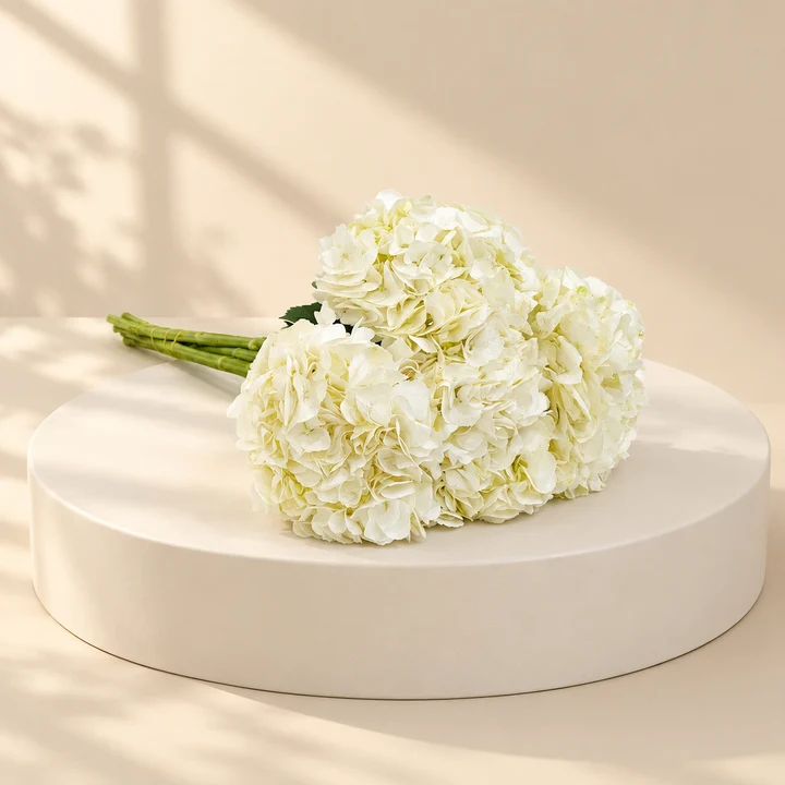 Hydrangea