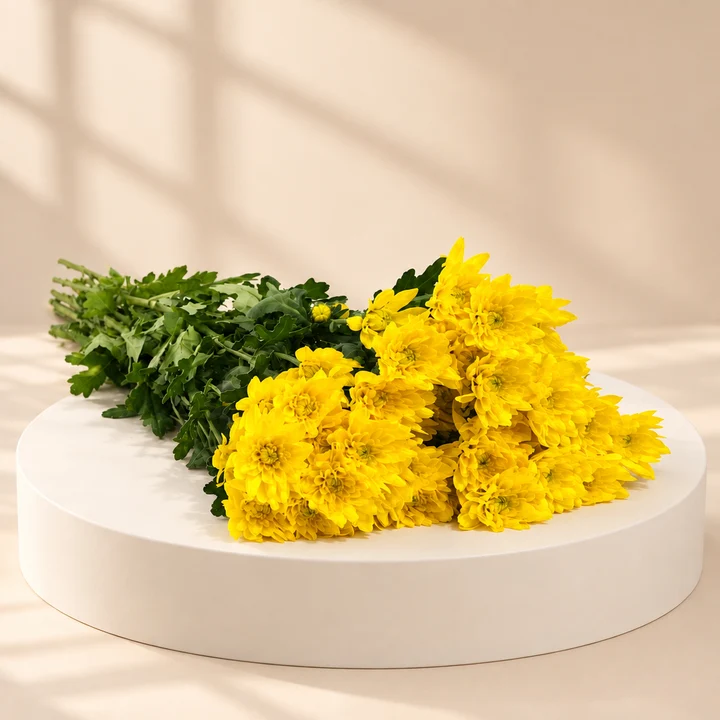 Chrysanthemum