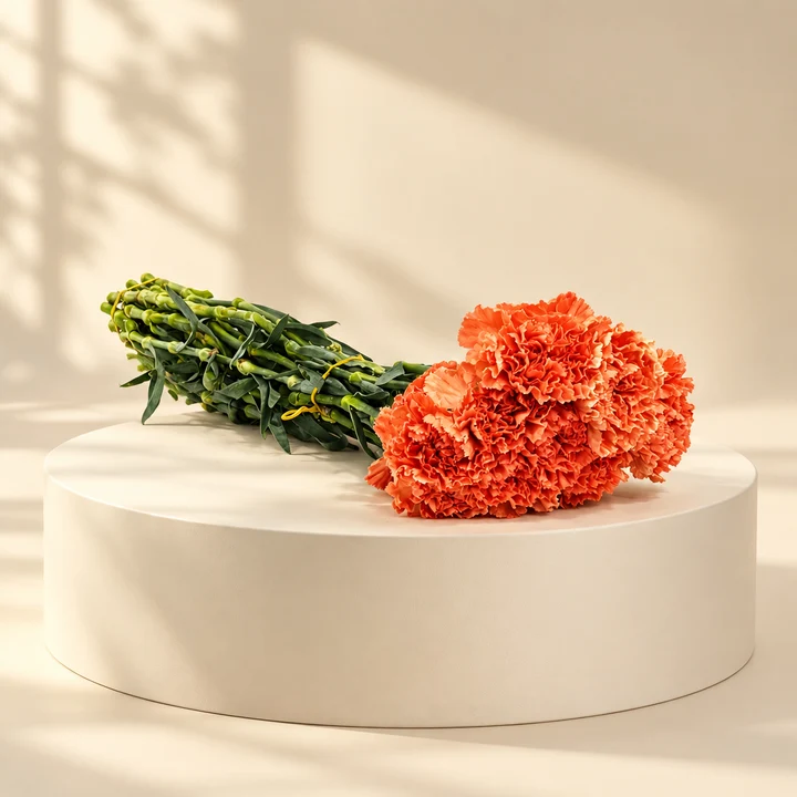 Carnation