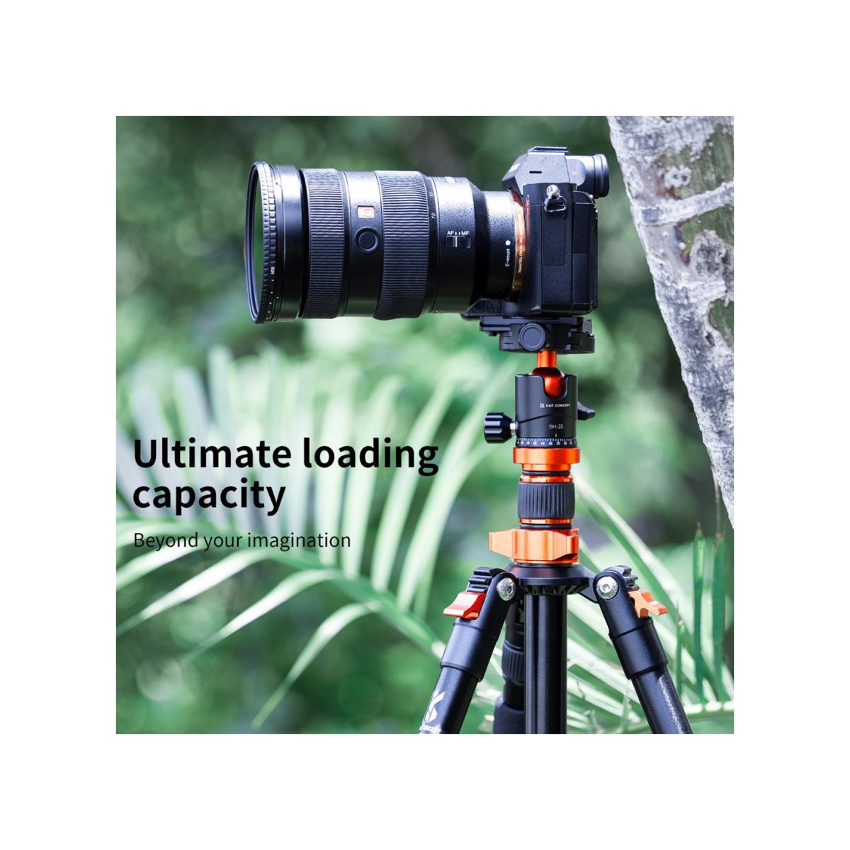 K&F Concept 25mm Tripod Ball Head with Quick Release Plate – 8kg – KF31.029V3 thumbnail 2